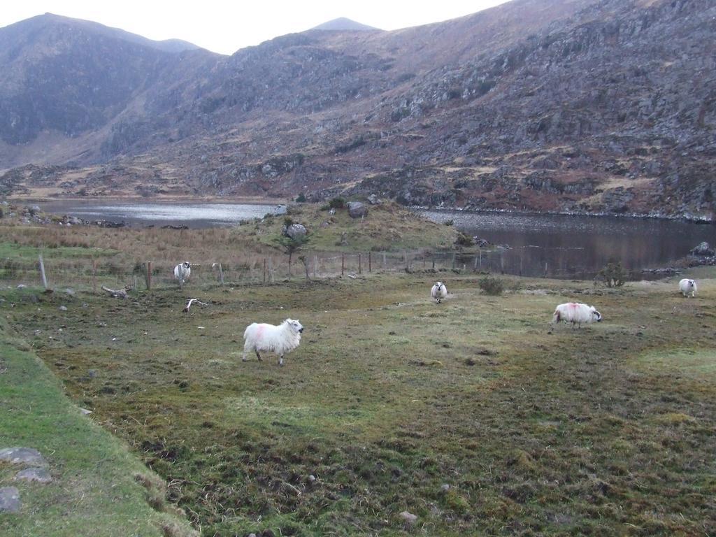 Rockfield House B&B Killarney Dış mekan fotoğraf